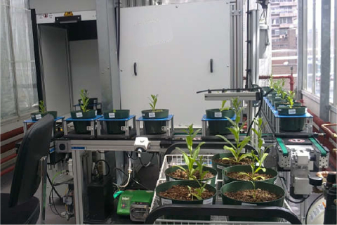 Petites plantes en pots simples installées sur un système de phénotypage de plantes à convoyeur, entrant des armoires d'imagerie