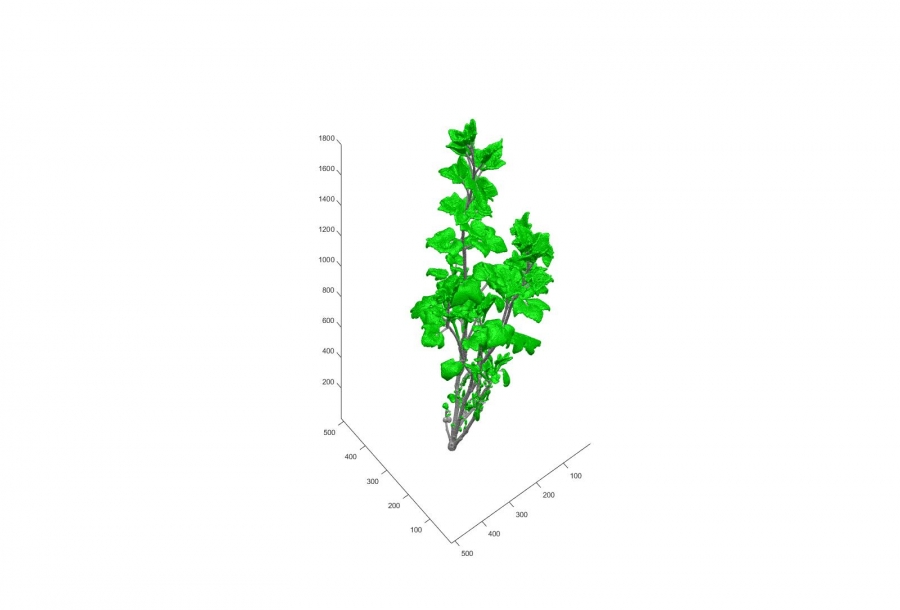 This image and the next four are not photographs, but images reconstructed and colored from the CT scanning data (512 x 512 CT numbers and raw CT images in gray tones). Branches (in brown) and leaves (in green) of the red currant tree, as reconstructed from CT scanning data.