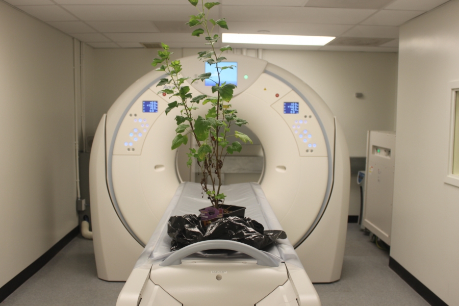 A potted red currant (Red Lake) tree, waiting for the macro-CT scanning of its branching pattern and leaf canopy, on the couch of the Canon CT Aquilion Prime SP.
