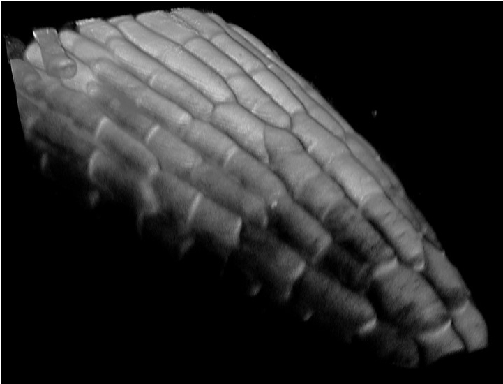 3D reconstruction of a z-stack of Arabidopsis root stained with Pontamine fast scarlet 4B (PFS/S4B).