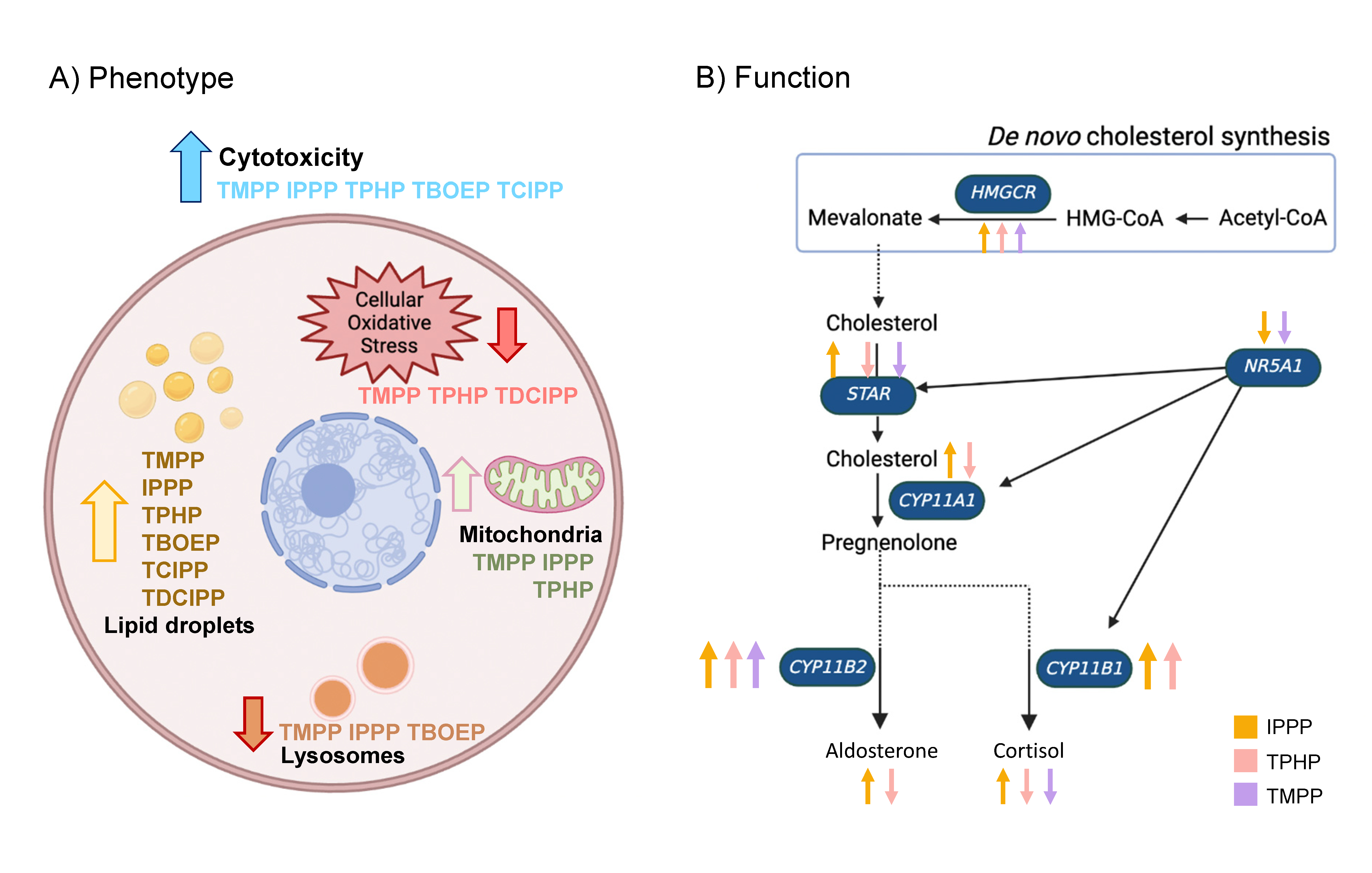 Summary of the A) phenotypic and B) functional effects of OPEs on H295R human adrenal cells. 