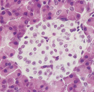Islet of Langerhans - Histology 1