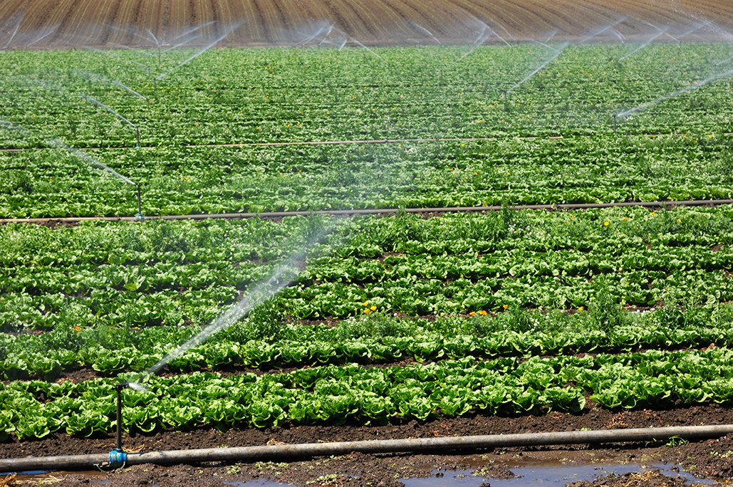 Crops being irrigated with sprinklers