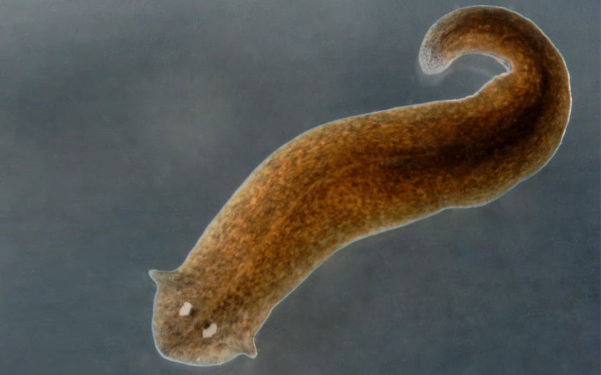 a brown flat worm