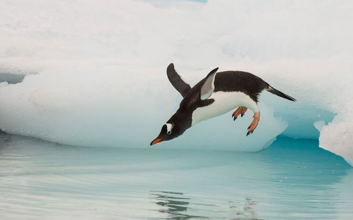 a penguin jumping into ice water