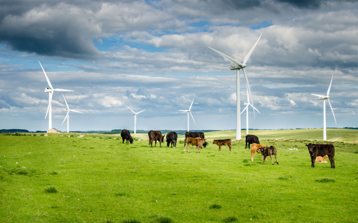 Cows grazing around wind turbines