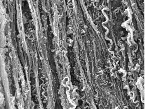 Protein nanowires