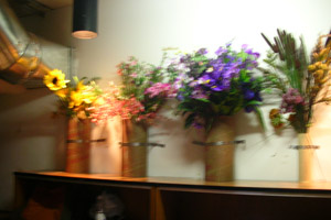 Moyse Hall props - Plants and Flowers
