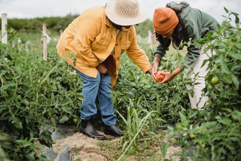 Vivian Lewin Field Study Endowment Award