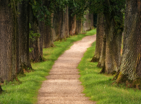 path leading into forest