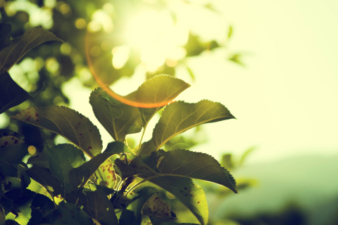 close up shot of green leaves under sunshine