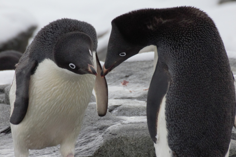 Penguins in antarctica