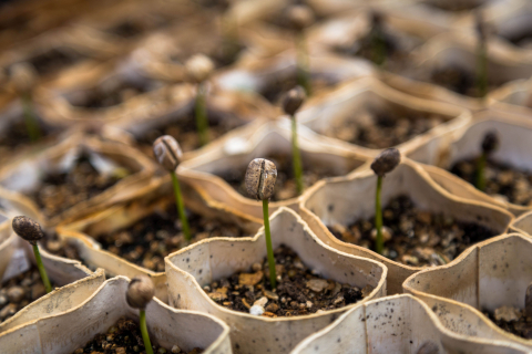 rows of bean sprouts in containers