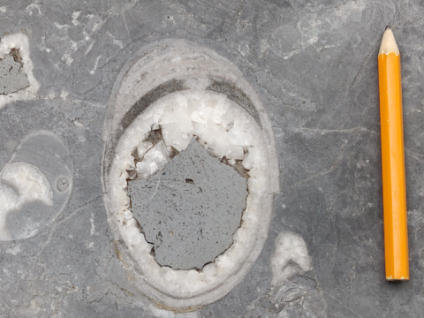 calcified fossil with pencil for scale 