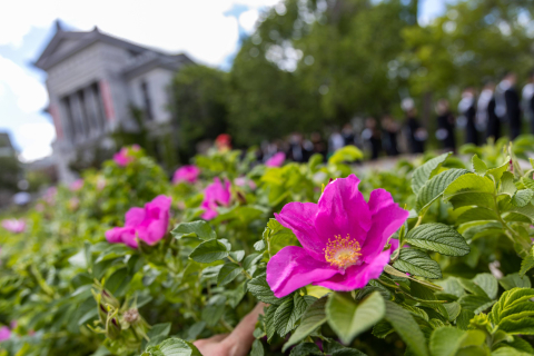 Photo of McGill campus with purple flowers
