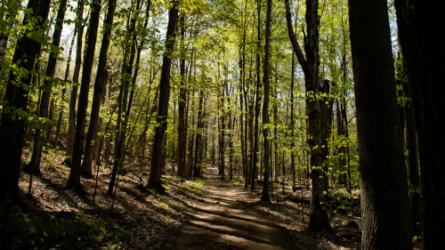 Hiking trail in a forest on a sunny day. Light shines through the trees creating shadows on the trail.