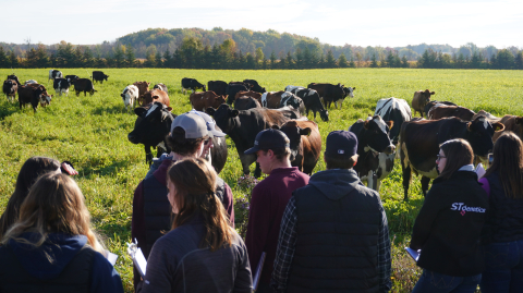 Students in the field with grassfed dairy cows