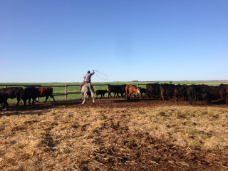 A male student roping cows during his internship.