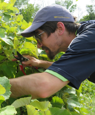 Robbie Love harvesting grapes.