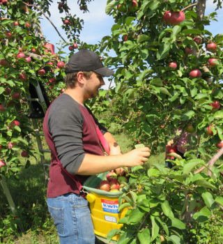 Zackary Bernais harvesting apples.