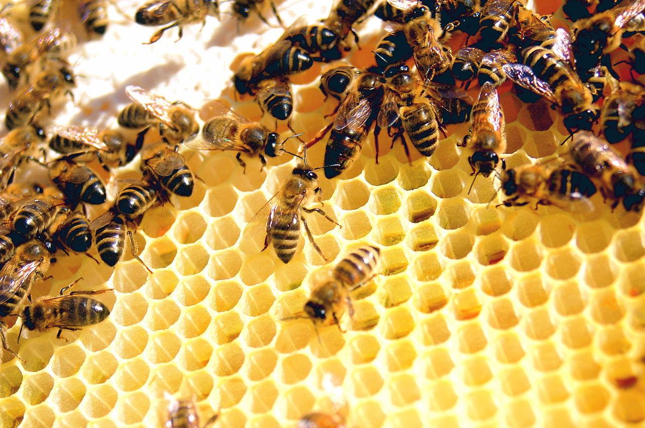 Honey bees on honeycomb