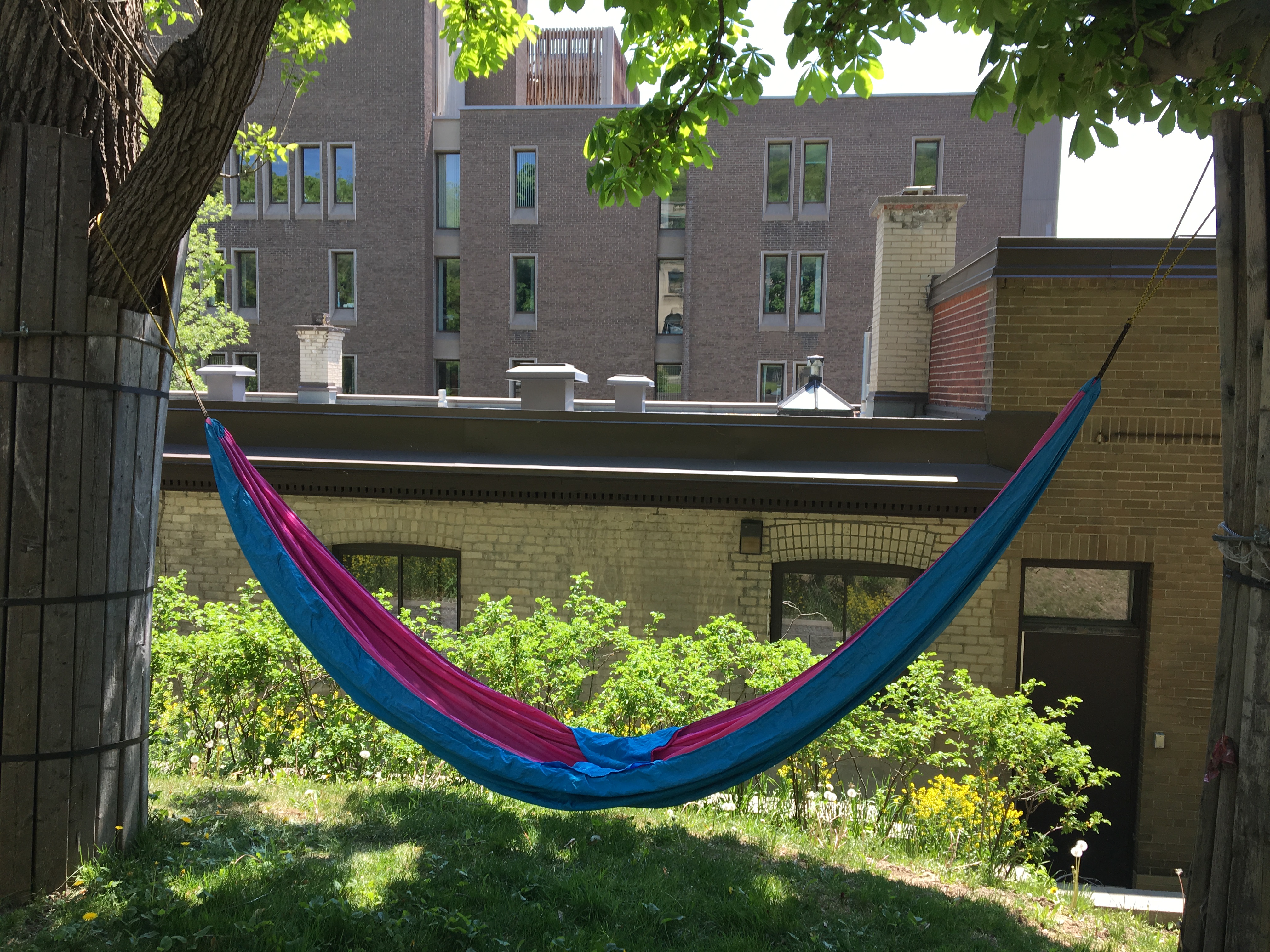 A blue and pink hammock hangs on two trees over green grass and a brown building in the background. 