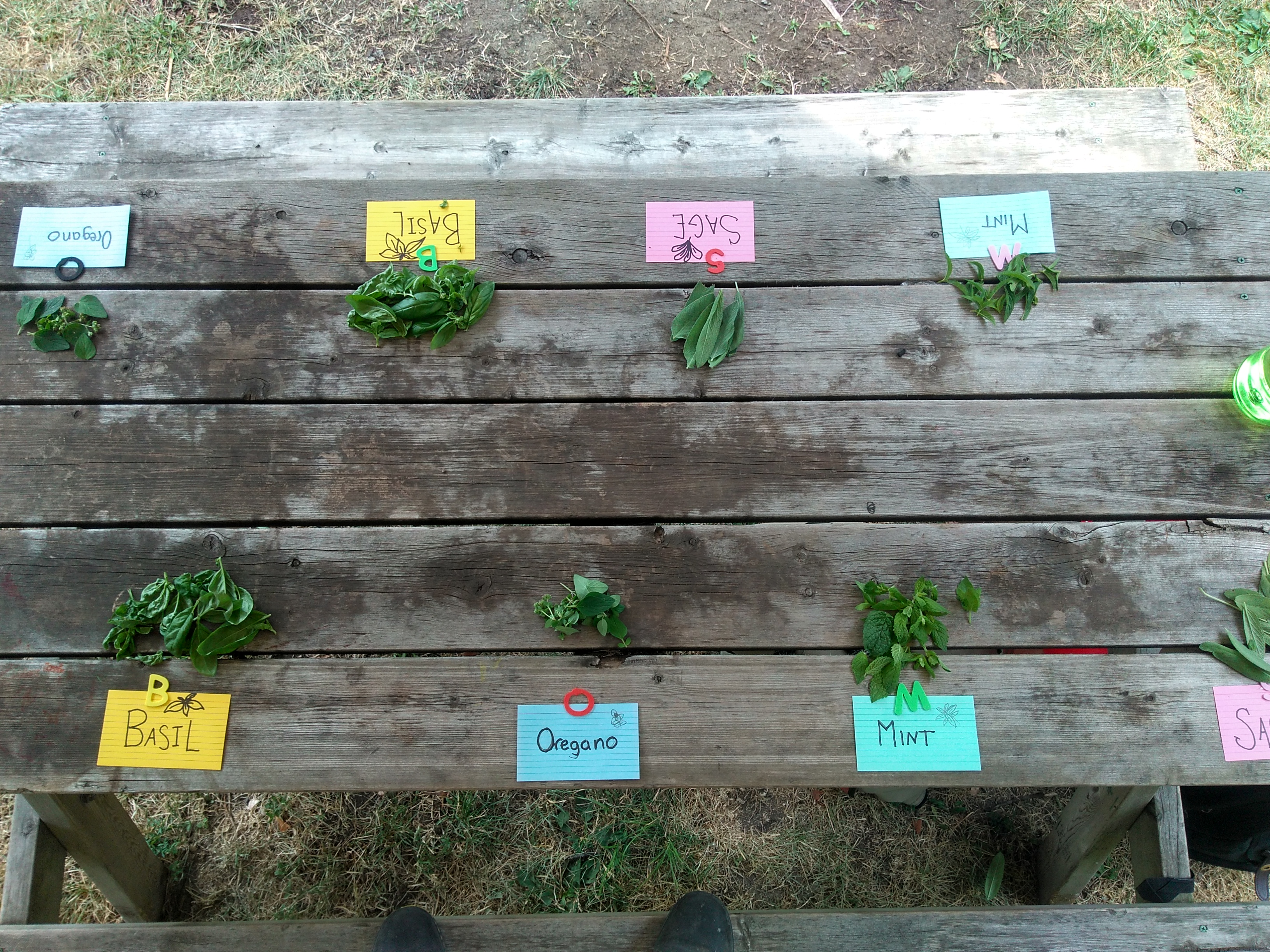 A grey picnic table is shown from above, with cards stating different names of herbs, including mint, sage, basil, oregano, are scattered with different coloured stickers. Next to these are piles of herbs. 