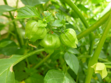Image shows a close-up of a green, ripe tomatillo on a tomatillo plant