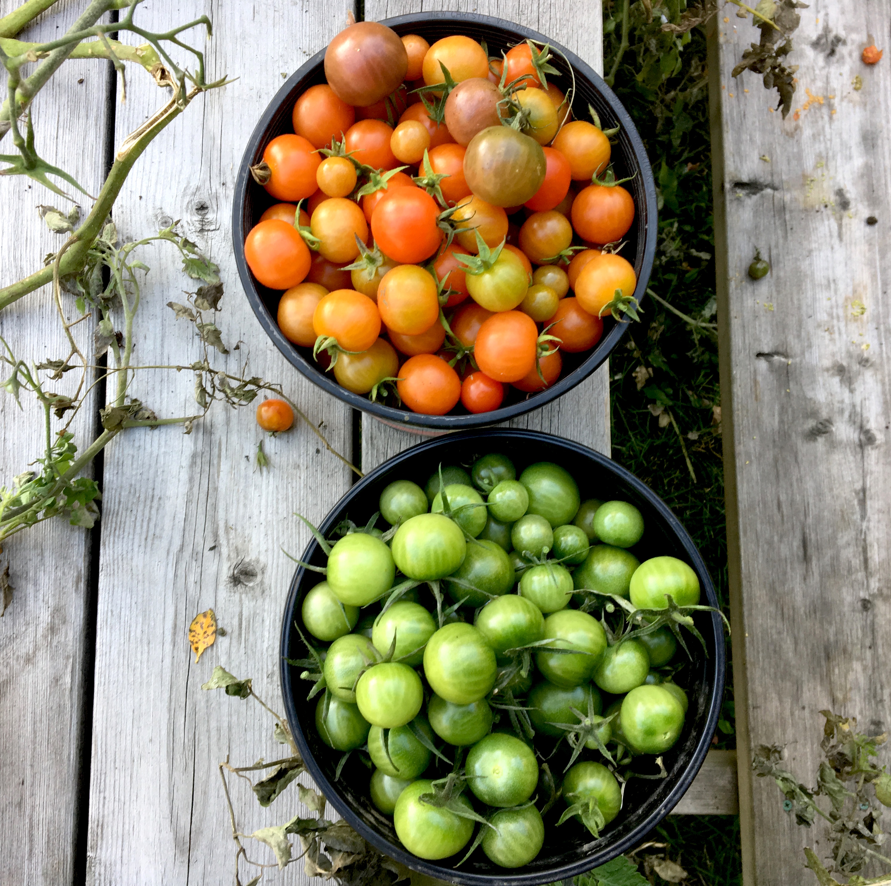 A pale of red cherry tomatoes sits next to a pale of underripe, green tomatoes on a wooden picnic table. 