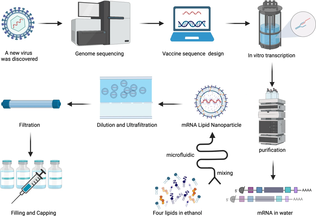 Schematic summarizing the process for making an mRNA vaccine.