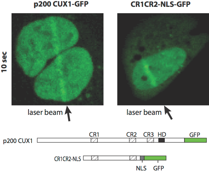 Figure 2.  CUX1 Is Rapidly Recruited To Sites of DNA Damage Through Its Cut Repeat Domains
