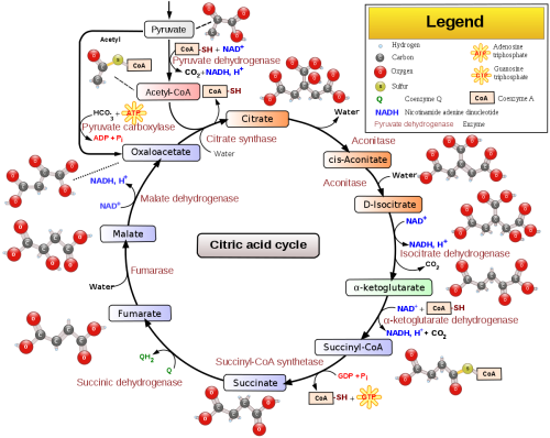 Schéma Montrant les intermédiaires et les enzymes impliquées dans le cycle de l'acide citrique