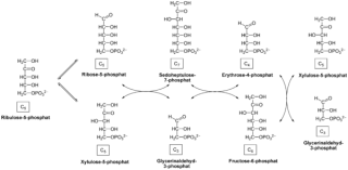 Image décrivant la voie des pentoses phosphates, inclyant chacun des 9 intermédiaires