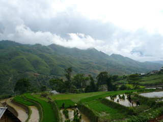 Hybrid rice transplanting by Hmong farmers, Lào Cai province, Vietnam