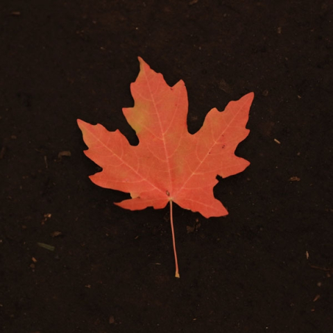 Orange maple leaf