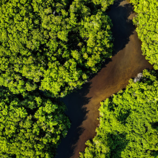 Aerial shot of forest