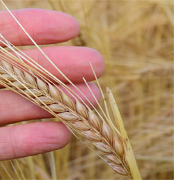 fingers holding a strand of wheat