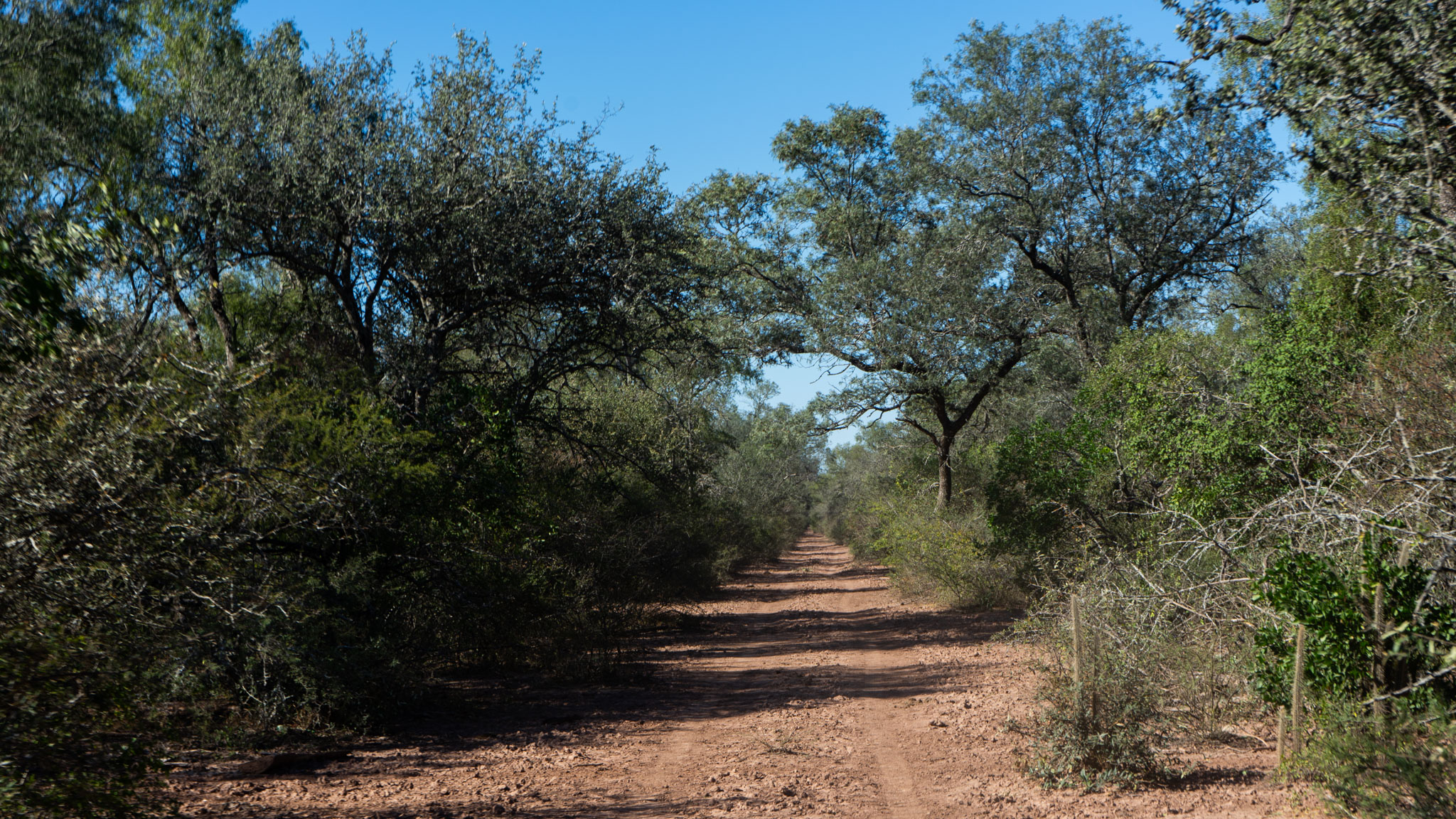 The Gran Chaco forest