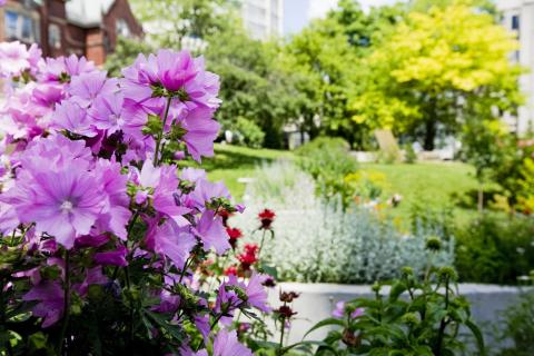 Flowers at McGill 