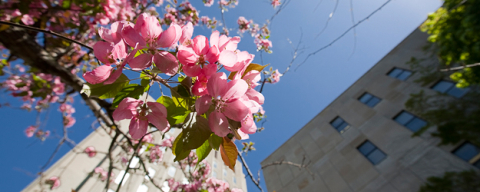 crabapple blossoms on the McGill campus