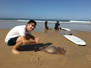 A beach discovery at Bordeaux