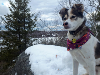 A winter-ready pup in Nova Scotia