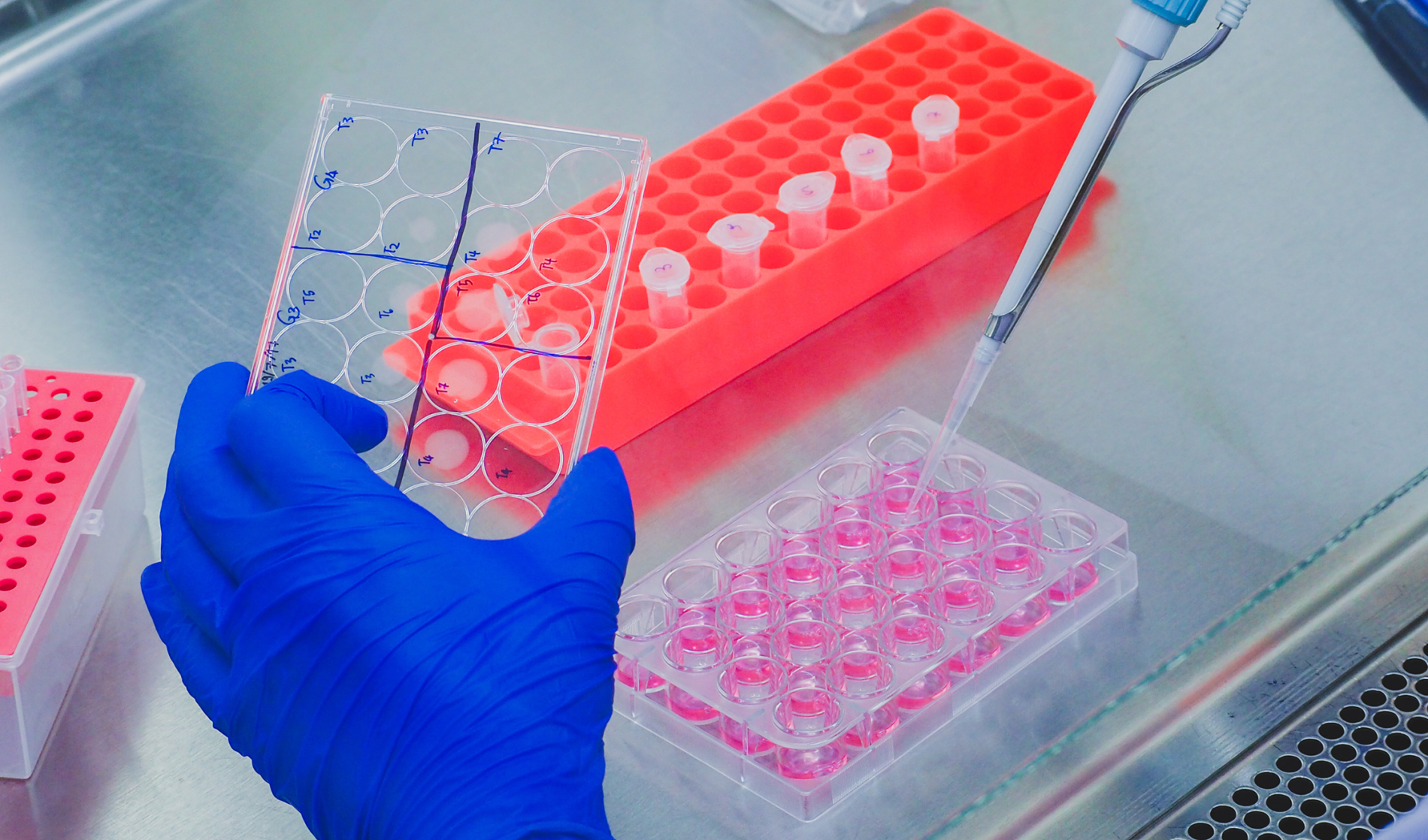 A shot inside a laminar flow hood shows a gloved hand holding the cover of a multi-well cell culture plate, while the opposite hand uses a micropipette in one of the plate's wells. A test-tube rack holding microtubes sits behind the culture plate.