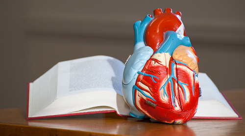 Book and vintage medical model of a human heart