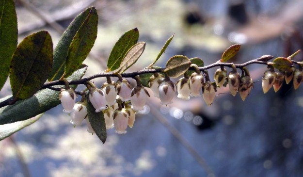 Bog plant Leatherleaf (Chamaedaphne calyculata)