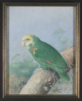 Gronvold Parrot John III