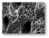 Microstructural properties of bio-based materials
