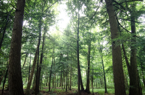 Tall, leafy trees in the Gault Nature Reserve