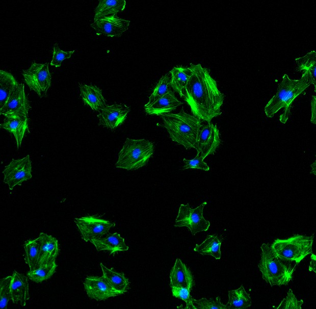microscopic image of capcyte's technology