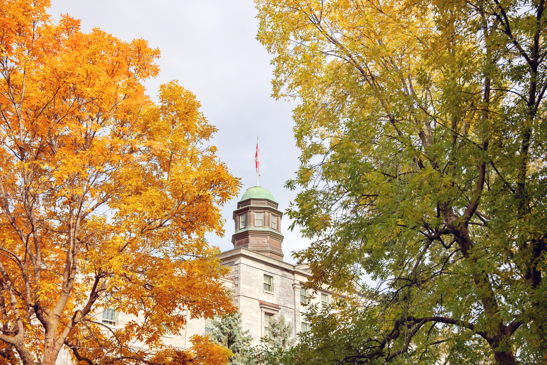 Le Pavillon de la Faculté des arts entourait du feuillage